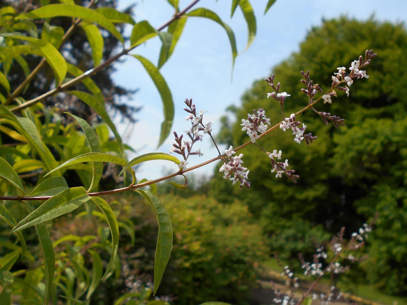 Feuilles de verveine citronnelle sur la plante, longues et effilées, d'un vert clair