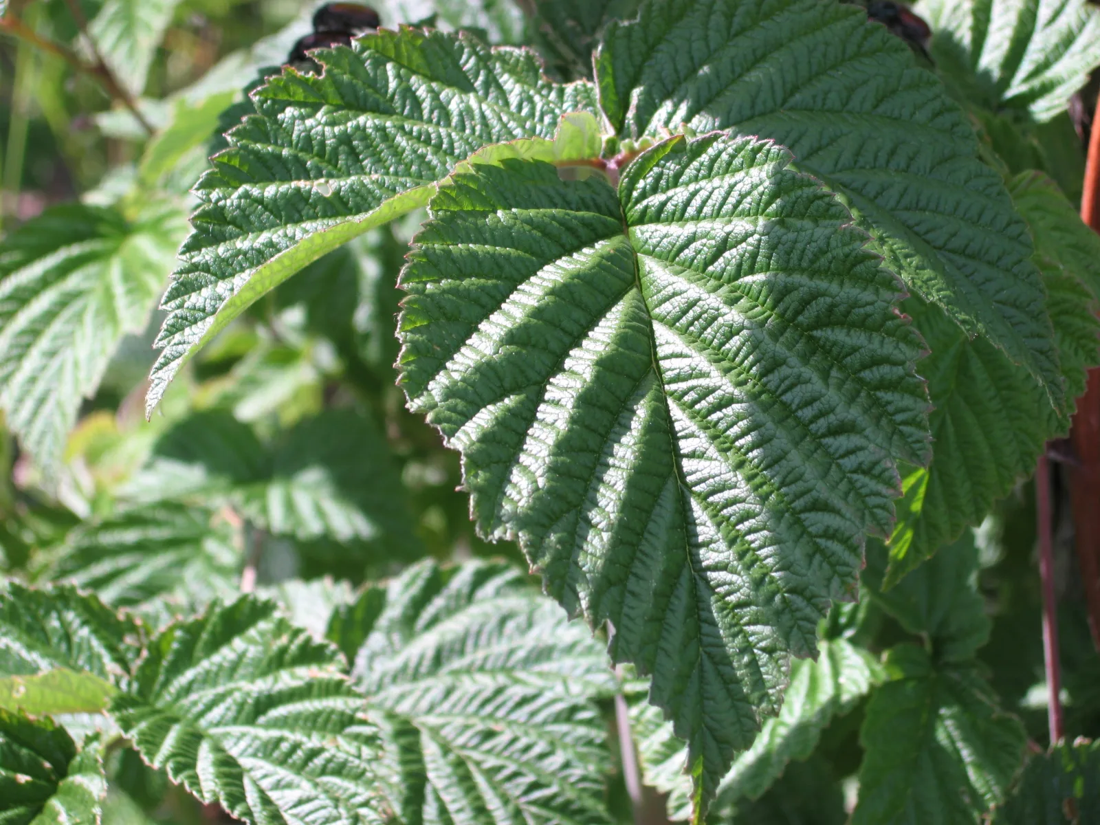 Feuilles de framboisier en contre-jour sur le buisson, nervures apparentes